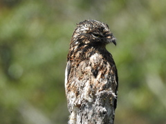 Andean Potoo photo 2