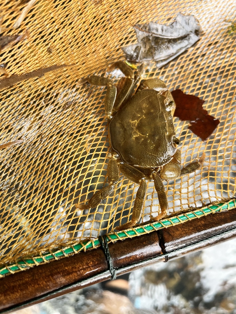 Isolapotamon consobrinum