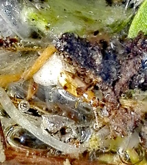 Psammoecus bipunctatus