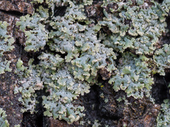 Physcia dubia