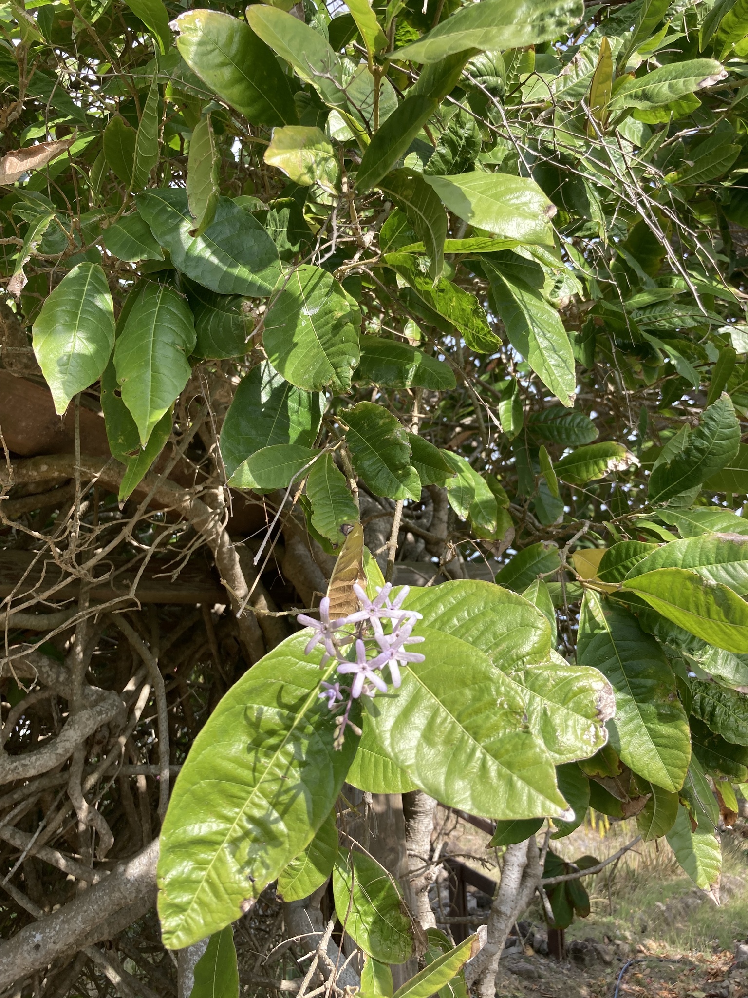 Imagem de Primavera
