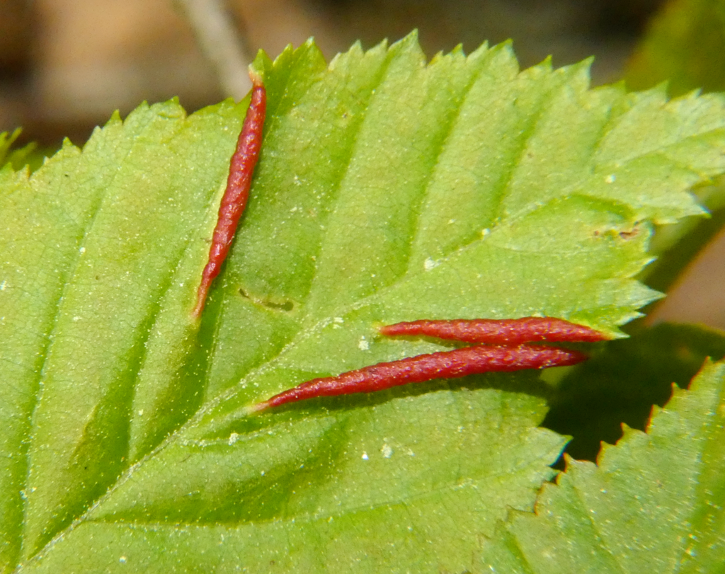 Hornbeam leaf gall midge