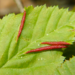 Hornbeam Leaf Gall Midge - Photo (c) Jaime M. Simancas, some rights reserved (CC BY-NC), uploaded by Jaime M. Simancas