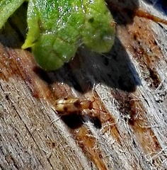 Psammoecus bipunctatus