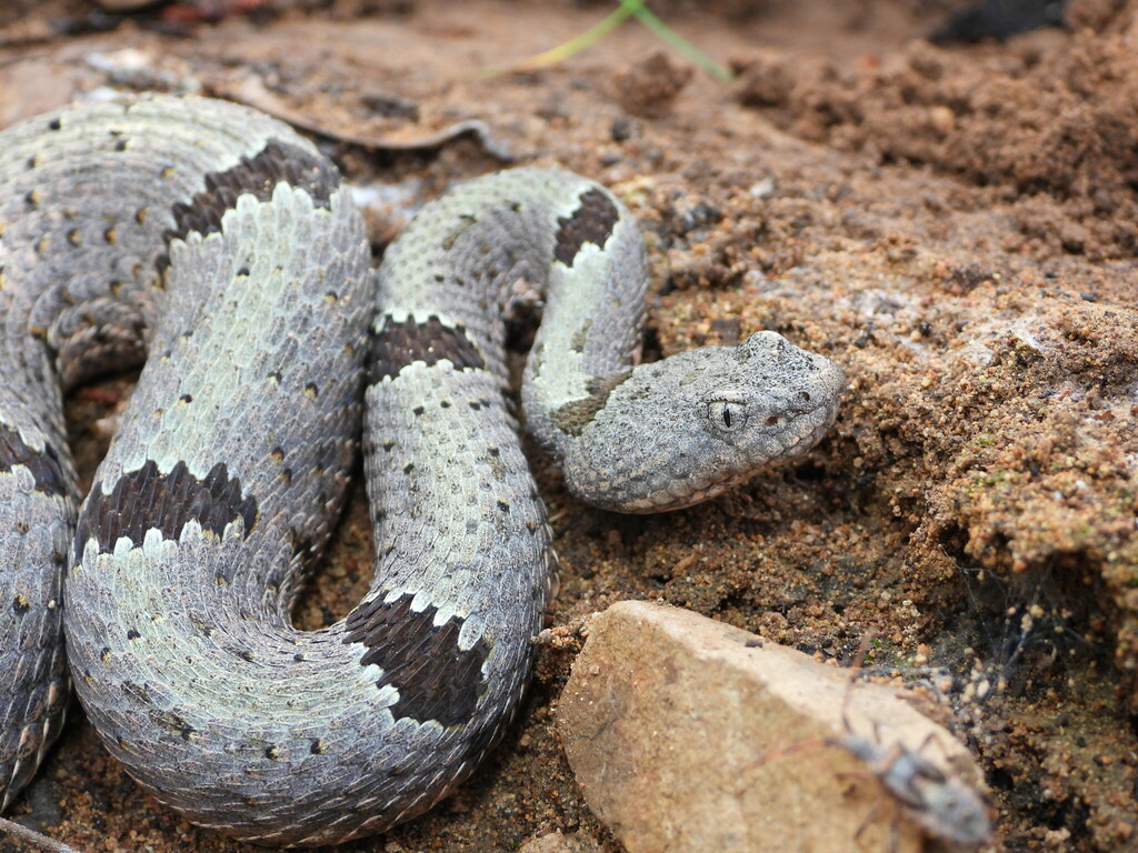 Banded Rock Rattlesnake in August 2023 by diomedea_exulans_li · iNaturalist