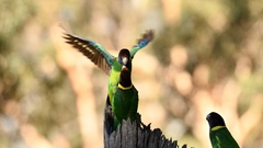 Barnardius zonarius semitorquatus