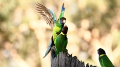 Barnardius zonarius semitorquatus