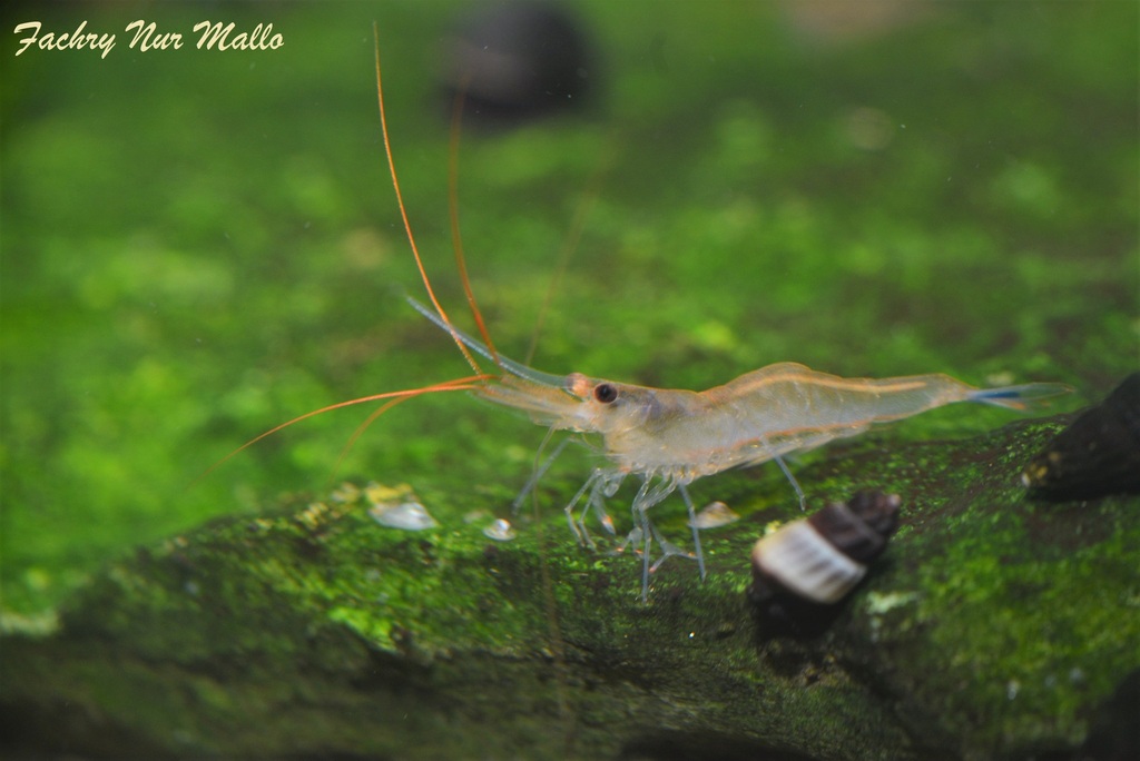 Crevette Blue Leg Poso (pattes bleues de Poso) (Caridina caerulea)