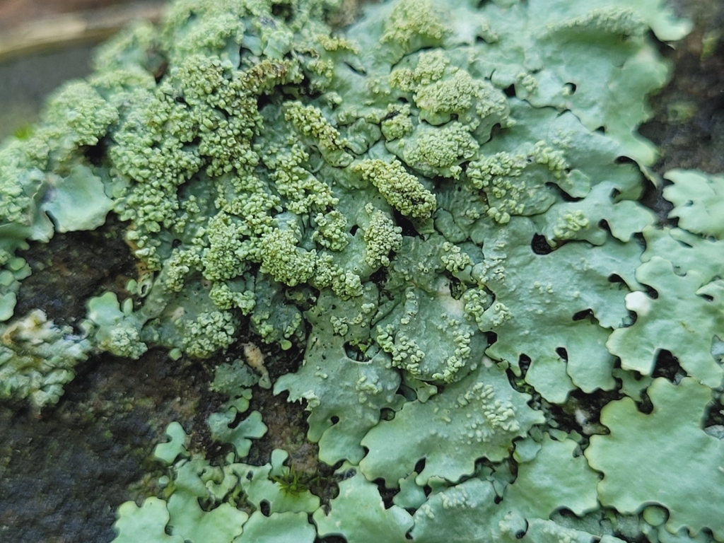 Myelochroa aurulenta (Tenerife Lichens) · iNaturalist