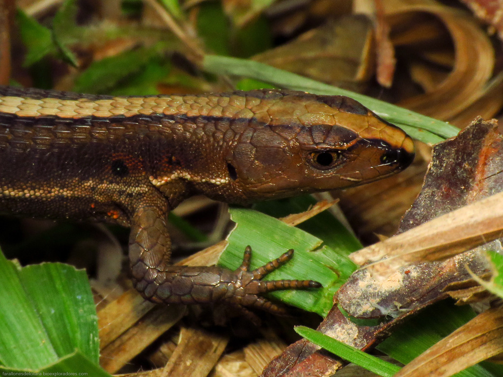 Pholidobolus odinsae