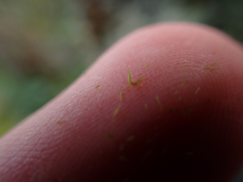 Image of Fragile Fork-Moss (Dicranum tauricum) by no rights reserved