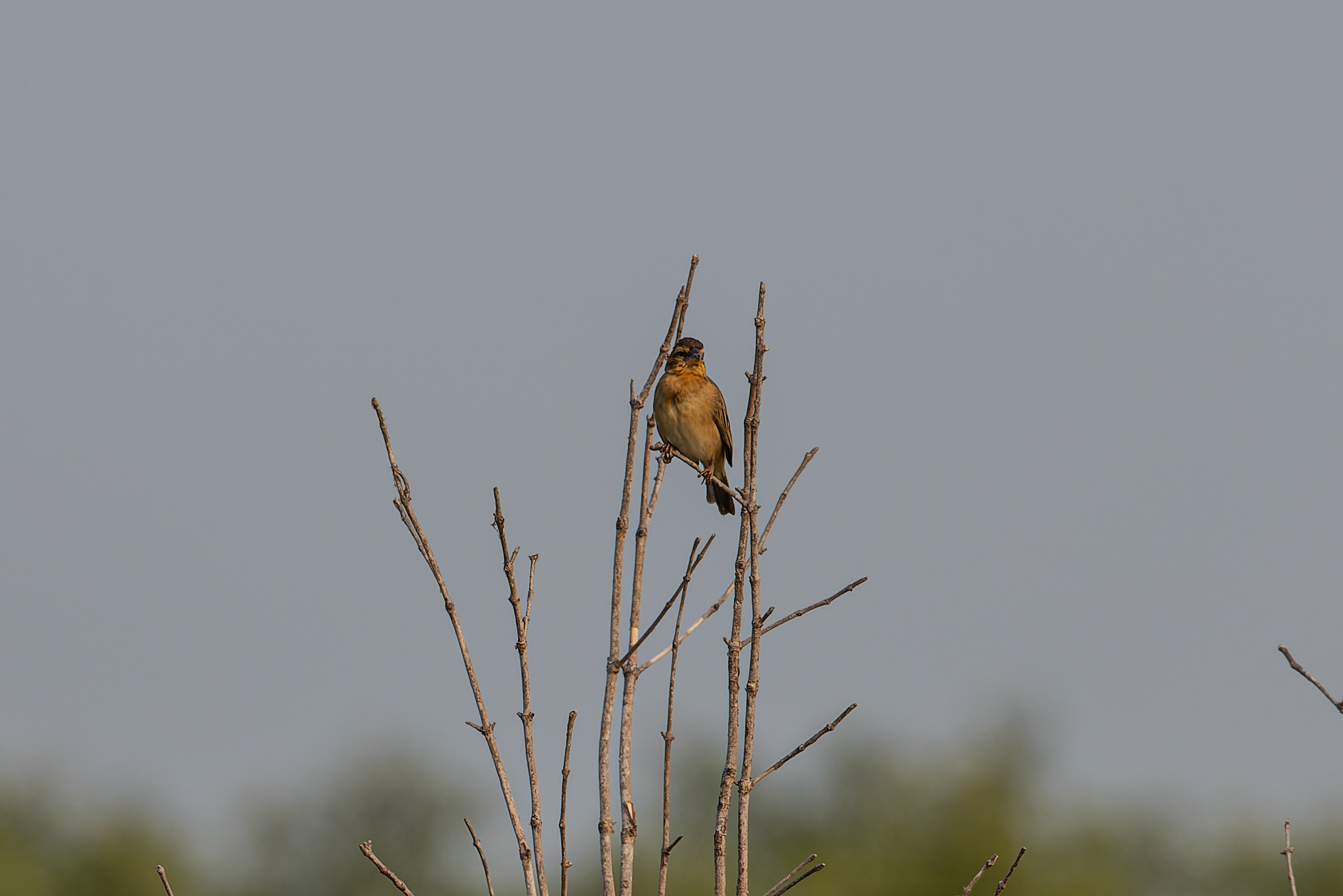 Asian Golden Weaver