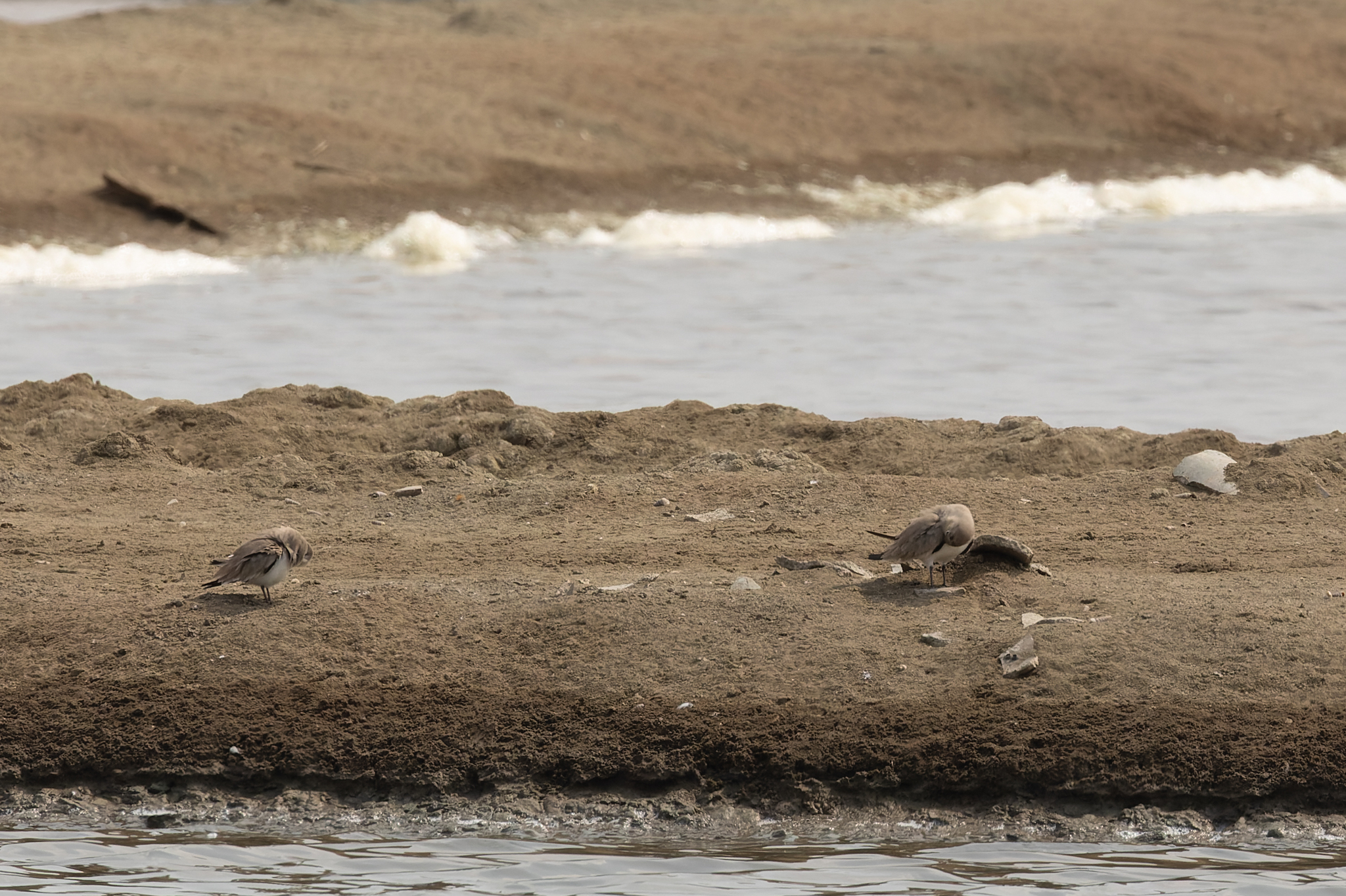 Small Pratincole