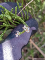 Veronica propinqua, photograph Jordyn Ashcroft, CC BY, iNaturalist via GBIF