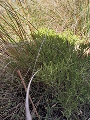 Veronica propinqua, photograph Jordyn Ashcroft, CC BY, iNaturalist via GBIF