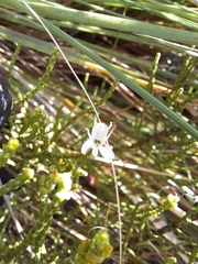 Veronica propinqua, photograph Jordyn Ashcroft, CC BY, iNaturalist via GBIF