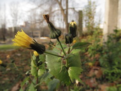 Sonchus oleraceus