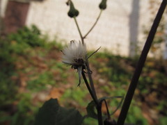 Sonchus oleraceus