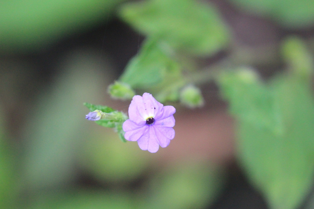 Bồ oanh – Browallia americana