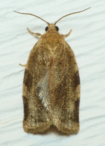 Broken-banded Leafroller Moth photo 3