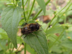Eristalis tenax