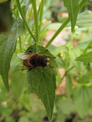 Eristalis tenax