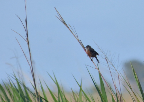 Marsh Seedeater (Sporophila palustris), photo 10