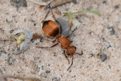 Pseudomethoca sanbornii