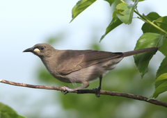 White-Gaped Honeyeater photo 2