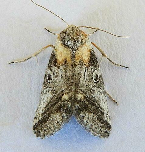 Aleptina inca photo 5