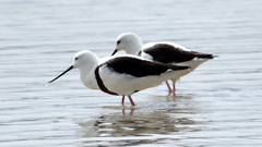 Cladorhynchus leucocephalus