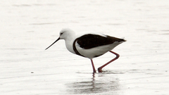 Cladorhynchus leucocephalus