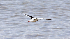 Cladorhynchus leucocephalus