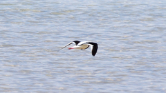Cladorhynchus leucocephalus