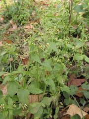 Galinsoga parviflora