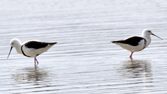 Cladorhynchus leucocephalus