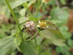 Galinsoga parviflora