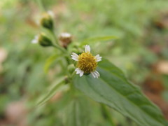 Galinsoga parviflora