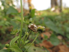 Galinsoga parviflora