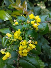 Berberis aquifolium