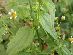 Galinsoga parviflora