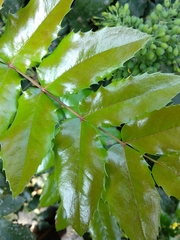 Berberis aquifolium