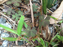 Oxalis