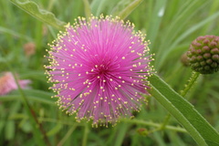 Mimosa hystricina