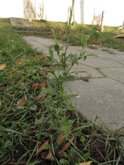 Sisymbrium officinale