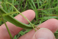 Mimosa hystricina