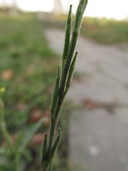 Sisymbrium officinale