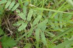 Mimosa hystricina