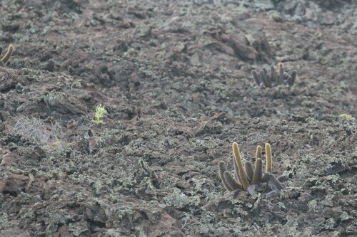 Image of Brachycereus nesioticus by (c) Rob Foster, some rights reserved (CC BY)