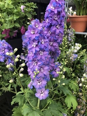 Delphinium malabaricum
